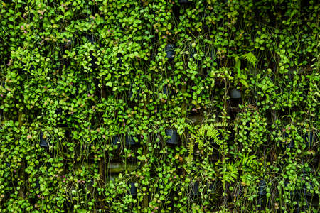 The untidy ivy platns on the cloudy dayの写真素材