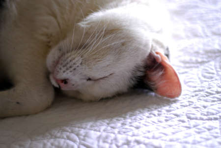 detail of cat sleepingの写真素材