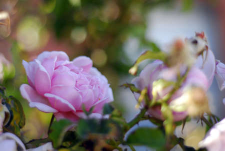 detail of pink roseの写真素材