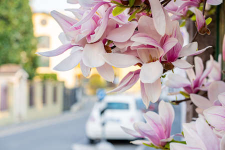 Streets of Northern Italy are finally filled with color and aroma of blooming saucer magnolias (aka soulangeana).の写真素材