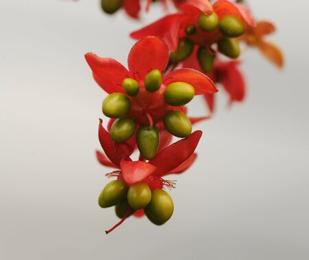 Green buds with red leavesの写真素材