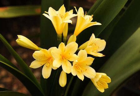 Yellow flowers