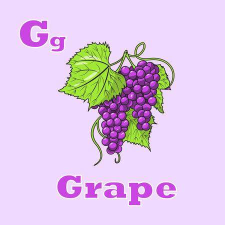 Vector Illustration of Flashcards purple Grape alphabet for learningのイラスト素材