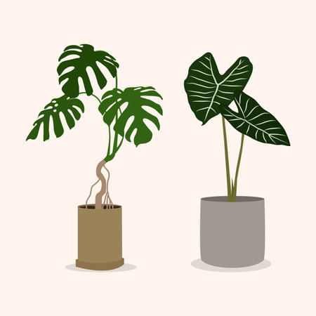 Monstera plant in a pot illustrationのイラスト素材
