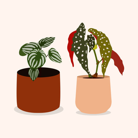 tropical plant in a pot illustrationのイラスト素材