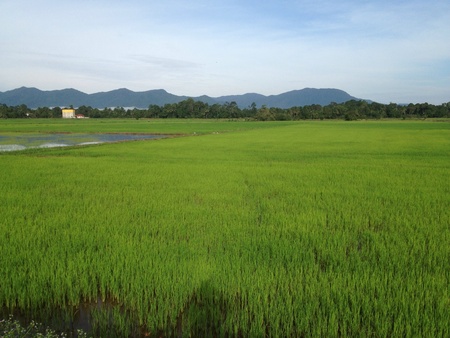 Young paddy on the paddy field. Very refreshing. 