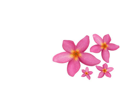 Close up of four pink flowers on white backgroundの写真素材