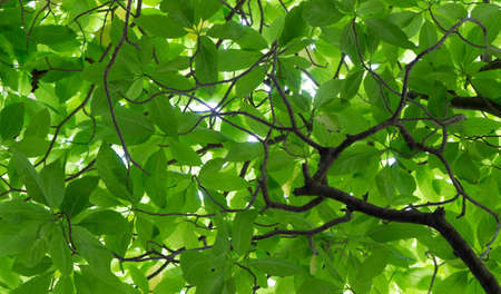 plenty of green leaf background for abstract background love the earth and saving the environment...