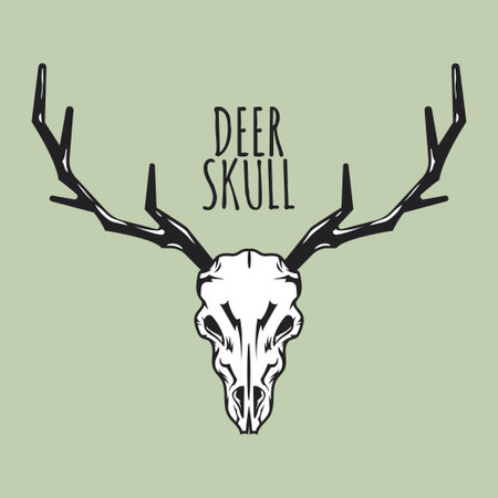 Deer Skull. Vector illustration of a deer skull with antlers.のイラスト素材