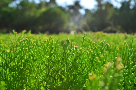 green backgroundの写真素材