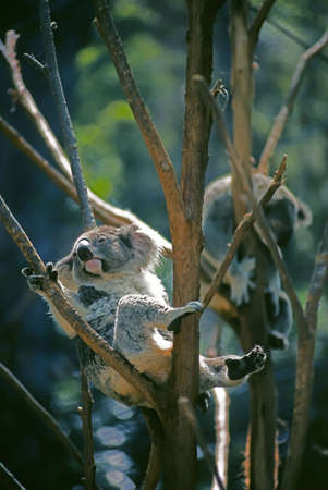 Koals in their usual attitude, asleep, or drowsy: they sleep up to eighteen hours a dayの写真素材