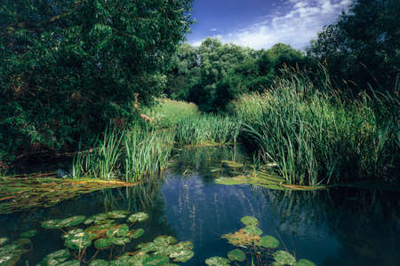 A small pond in a green forestの写真素材