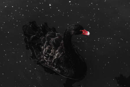 Black swan in the dark waterの写真素材