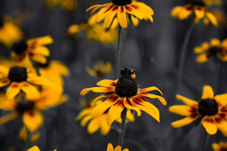 Yellow bumblebee on a yellow flowerの写真素材