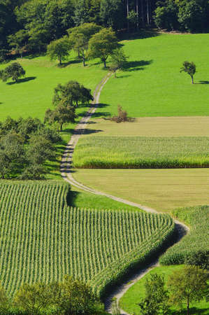 Road, grass and maize fields and trees in the The Black Forest, Germany