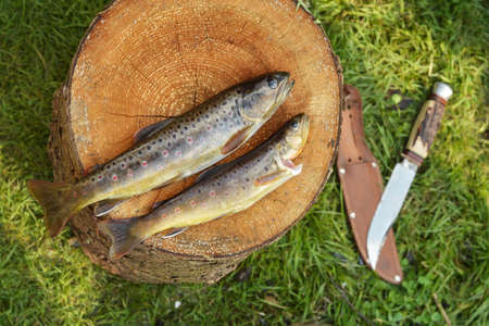 Two fishes - Still life with trout on wood log and knifeの写真素材