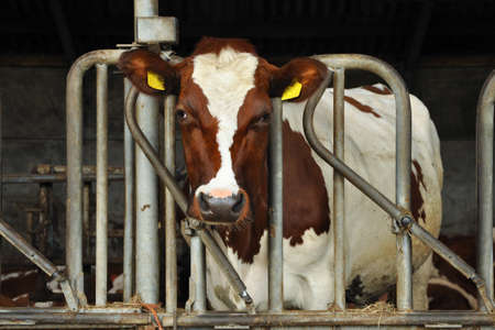 Cow behind a metal barrier in a deep litter open stable
