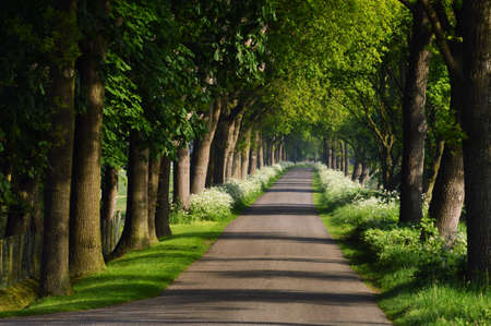 Rural road lined by oak trees and cow parsley on Dutch countrysideの写真素材
