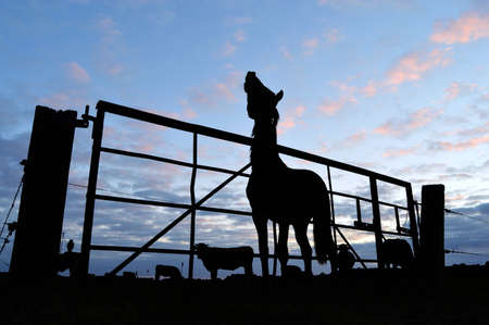 Horse and cattle behind a fence at sundown