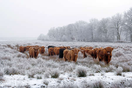 Herd of red brown Scottish highlanders in a natural winter landscape.の写真素材
