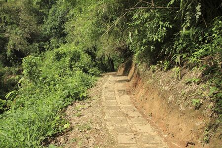 The forest walk is a stepped manner. 