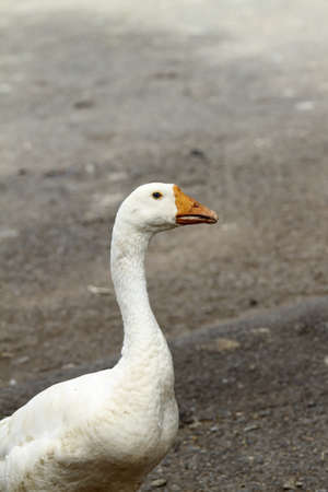 Goose, white and gray background. の写真素材