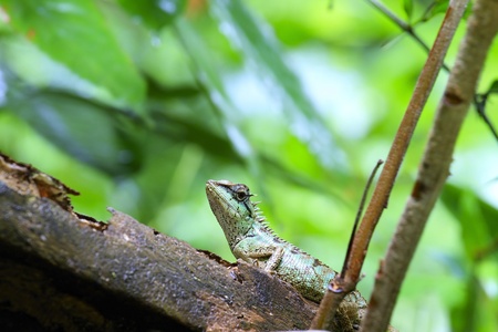 Lizard 