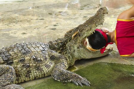 Show and Crocodile Farm Crocodile province of Nakhon Pathom の写真素材
