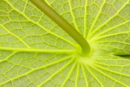 Behind the lotus leaf pattern.の写真素材