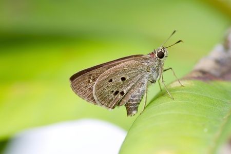 Butterfly closeup  の写真素材