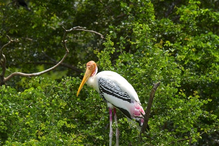 painted stork or Mycteria leucocephala の写真素材