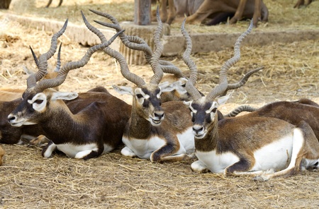 Portrait of an impala antelope の写真素材