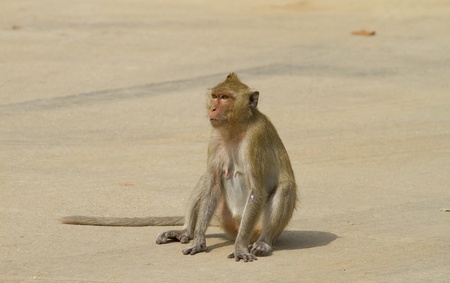 monkeys in wild nature