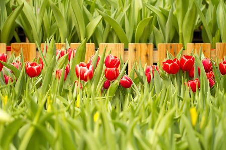 beautiful garden of colorful flowersの写真素材