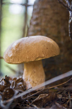 Large beautiful white mushroom boletus with beautiful texture of leg near a tree in a light autumn Latvian forestの写真素材
