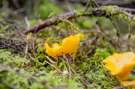 Profile view of yellow young with beautiful texture mushroom chanterelle in wet moss under twigs in...