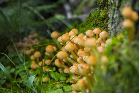 Family of white orange inedible false honey mushrooms growing from a fir tree stump covered with...