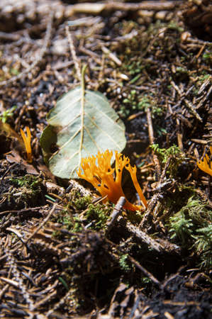 Interesting beautiful yellow inedible coral mushrooms Calocera viscosa growing on wood in fresh moss near twigs and fallen leaves in a dark autumn Latvian forestの写真素材