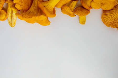 Studio shot of fresh yellow delicious wavy autumn vegetarian chanterelle mushrooms at the top on...