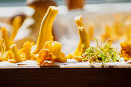 Bright moss and fresh yellow delicious vegetarian chanterelle mushrooms with beautiful texture of...