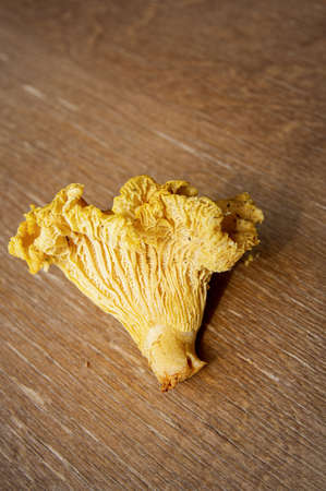 fresh yellow delicious wavy autumn vegetarian chanterelle mushroom with beautiful texture on wooden...
