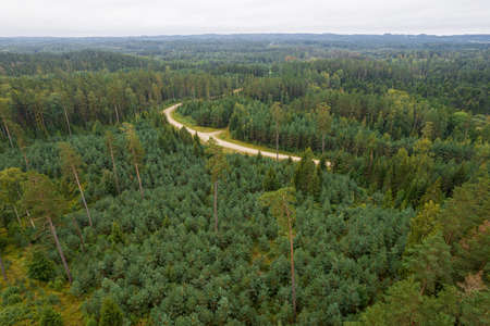 Aerial view from drone of idyllic country road leading through gallant pine and birch forests in...