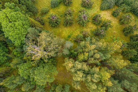 Directly above aerial drone full frame shot of pine forests and birch groves in different amazing...