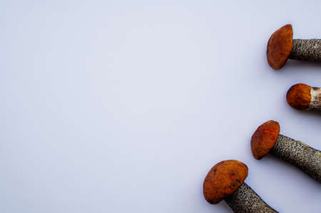 Studio shot of isolated fresh delicious autumn vegetarian orange cap boletus mushrooms at the right on white background with copy spaceの写真素材