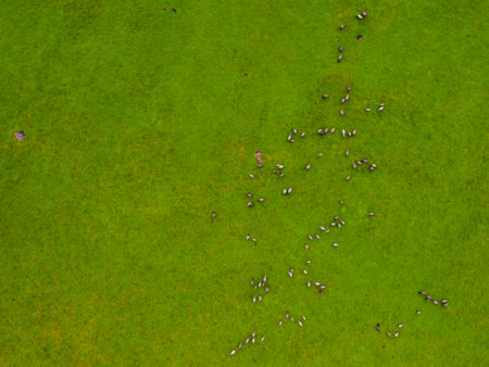 Drone flying over various brown white mustangs and cows running on meadow and graze grass on the farmland. Aerial view. Group of animals on pasture. Rural scene. Endangered free families of wild horseの写真素材