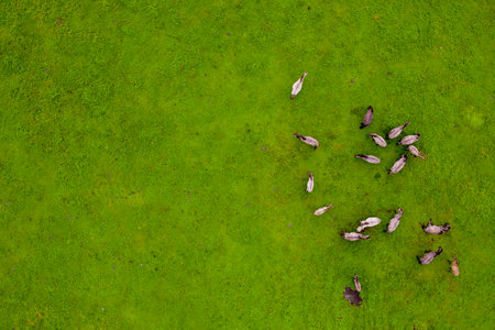 Drone flying over various brown white mustangs and cows running on meadow and graze grass on the...