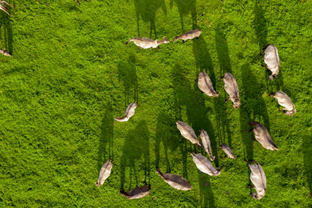 Drone flying over various brown white mustangs and their shadows on meadow and graze grass on farmland. Aerial view. Group of animals on pasture. Rural scene. Endangered free families of wild horseの写真素材