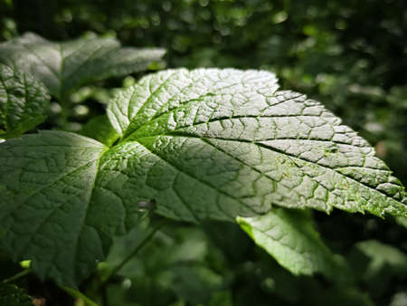 Texture of green, fresh, closeup leaf in Latvian forest