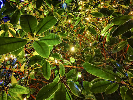 Wet, illuminated, shiny, green leaves on a rainy autumn night in Latvian parkの写真素材