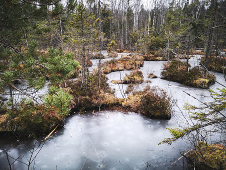 Frozen, beautiful bog lakes among birch and spruce trees in cold late autumn in a Latvian forest